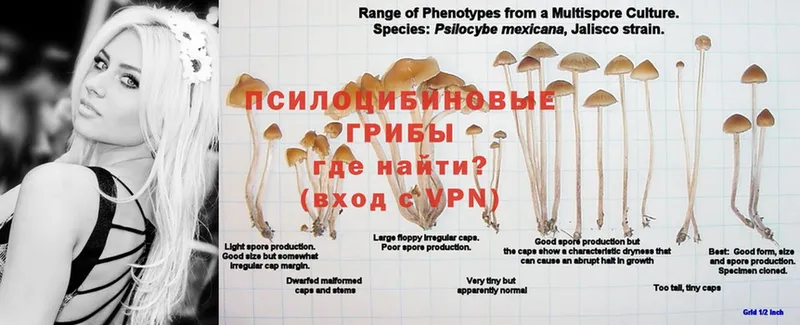 Галлюциногенные грибы Magic Shrooms  где можно купить   Златоуст 